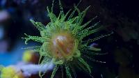 Click to watch 'Coral Reef' (popup) Earth At Night In Color